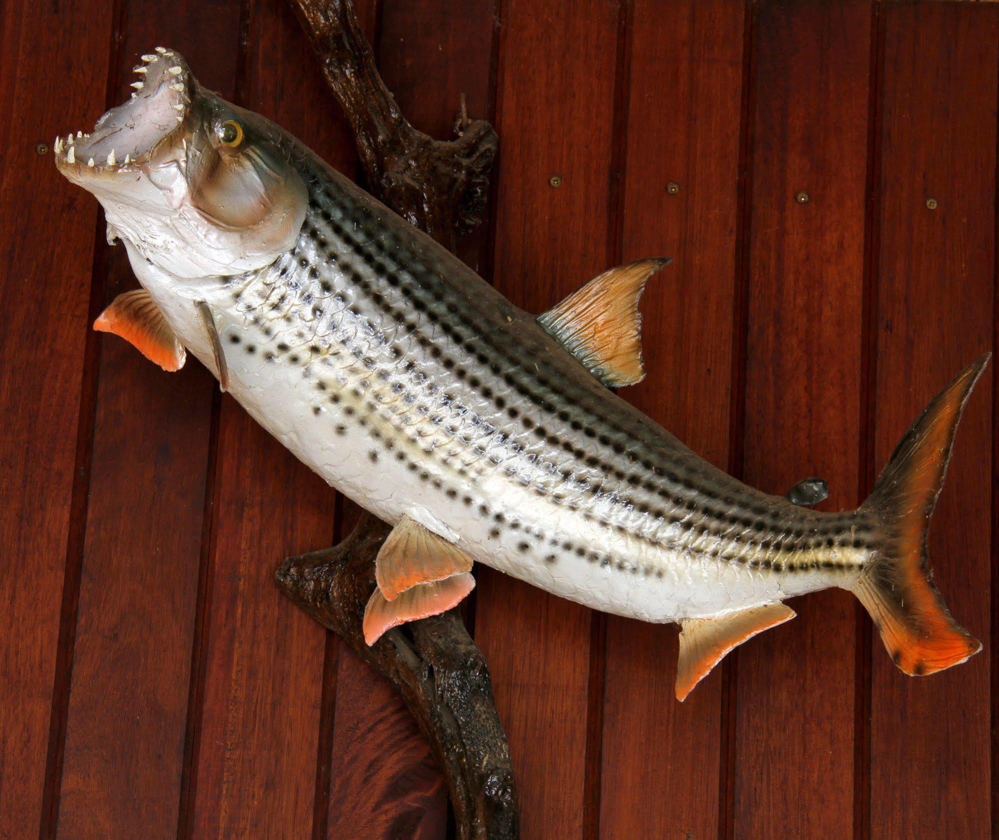 Shayamoya Tiger Fishing And Game Lodge Pongola Extérieur photo